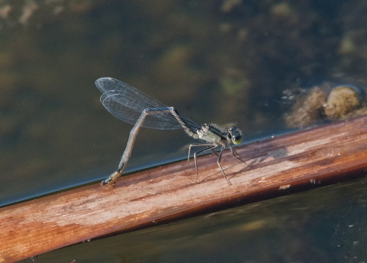 Odonata dal Parco della Piana